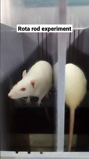 ROTA ROD EXPERIMENT ON SD RATS |#experiment #scienceexperiment #laboratory #scientist #ytshorts