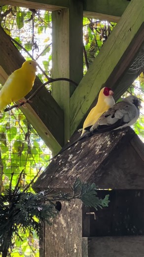 Tropical Aviary Birds - Torben on TikTok