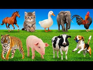 Animal sound for kids: Sheep, Cow, Pig, Chicken, Cat, Dog, Goat, Duck, Buffalo – Animal Moments