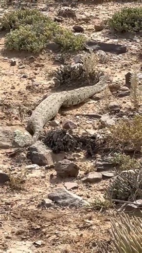 Silent and perfectly camouflaged, this desert snake blends into the rocks like a living shadow. Nature’s design is both beautiful and powerful 🐍🌵 #Wildlife #DesertLife #NaturePhotography #Snake #Reptile #Camouflage #NatureLovers #WildNature #OutdoorLife #AnimalWorld | Farmer girl