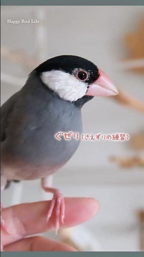 文鳥さんビフォーアフター🐧ぐぜり→さえずり【桜文鳥ひかる君】中ヒナ→大人文鳥へ成長【文鳥７羽】Relax・Chirping・Singing #cutebirds #birdsong #文鳥かわいい
