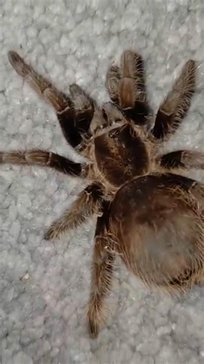 #spider #tarantula #pets