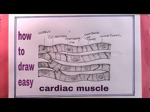 how to draw cardiac muscles easy for you/how to draw cardiac muscles/draw cardiac muscle diagram