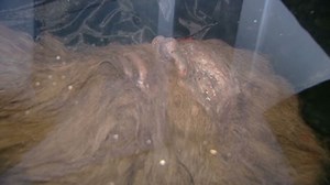 Step right up and see the real Bigfoot?