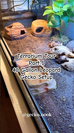 Full tour of our 40-gallon leopard gecko terrarium 🦎 Part 2 coming soon!