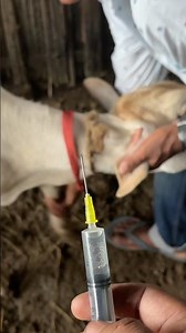 How to inject intramuscular injection in cow || #intramuscularinjection #cow #animals