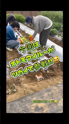 じゃがいもの後作です！マルチ下に灌水チューブを入れ、真夏の作業を楽に！#家庭菜園 #畑 #夏野菜 #猛暑#野菜