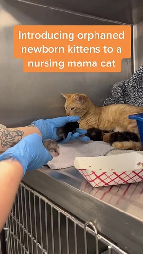 14M views · 368K reactions | Best mama ever  #allthefeels #bestillmyheart #kittenlove #newbornkittens #catlovers #savethemall #mondaymotivation | Best Friends Animal Society | Facebook