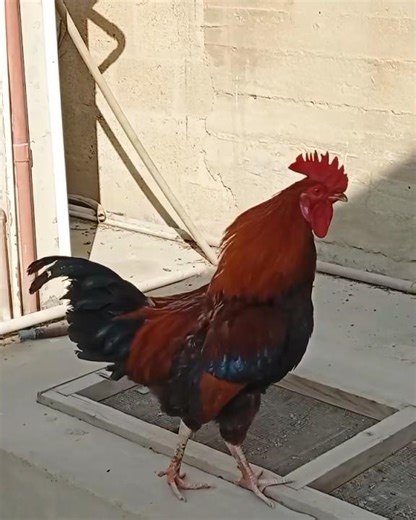 Morning! rooster crowing sounds 🐓 #birds