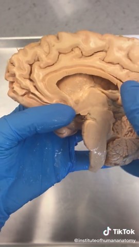 Understanding Concussion in Football Players