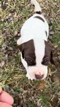 Elhew True North x Autumn Elhew Encore pups @ 4 weeks old.