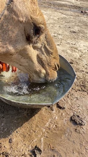 Why Camels Drink So Weird #shorts #animalshorts