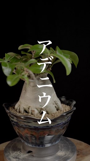 アデニウムの植え替えと育て方のコツ