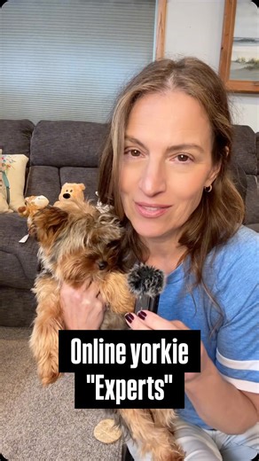 4.1K views · 287 reactions | Watch out for Yorkie "experts" online who aren't. Instead do this: reduce the number of Vaccines at the visit (just Parvo/distemper) by following evidence based research and currently employed vets such as Dr Marc Smith DVM (visit him on YouTube) who uses a minimalist protocol but does not "half dose" which has no evidence of disease prevention in dogs. #parvovirus #distemper #rabies #yorkiestagram #yorkiepuppies | Midwest Yorkie | Facebook