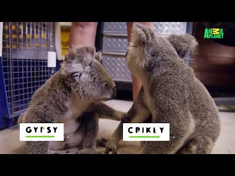 This is the Most Adorable Pair of Koala Bears | Dodo Heroes