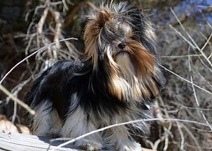Biewer Terrier Dog Breed Πληροφορίες και εικόνες - Σκύλοι