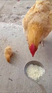 19K views · 721 reactions | Follow (us) @farmimprovement for more improvement videos. #viral #trending #reels #farmlife #farm #farming | Farm Improvement | Facebook