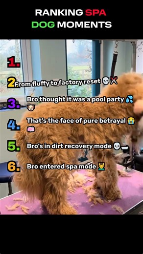 Ranking spa dog moments #epicmoments