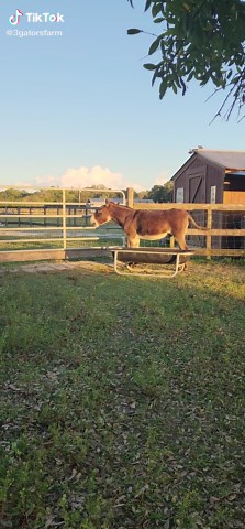 Donkey's Joyful Meal Time on the Farm