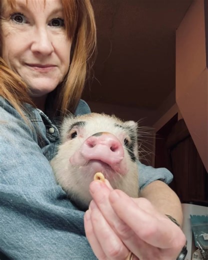 This baby! She is a future AMPA- American Mini Pig Association certified therapy pet. She has started learning come, sit, back, step up & down, ring a bell, push a button, fist bump, accepting scratches all over, play piano, intro to harness, and kisses. She is well on her way to greatness. | Charming Mini Pigs