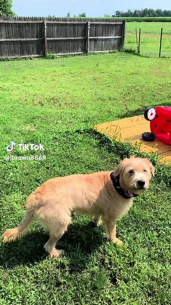 Losing a Dog to Rage Syndrome: A Heartfelt Experience