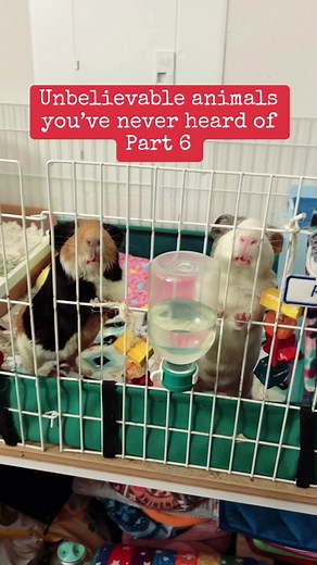⚠️☠️Beware of the fur goblins!!! #guineapig #himalayanfurgoblin #funnyguineapig #smallpets #cavylove #animaldocumentary #furgoblin #dangerousanimal