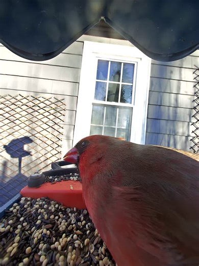 ockoo_microfarm (@ockoo_microfarm)’s videos with original sound - ockoo_microfarm