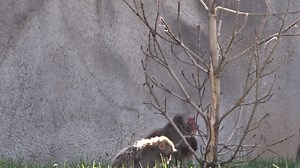 2.5K views · 116 reactions | Take a nature break with the troop of Japanese macaques at the Detroit Zoo. Watching Hana and Jun climb, tumble and play is sure to make your day. #DetroitZoo #VitaminZ | Detroit Zoo | Facebook
