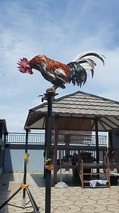 1.5K views · 19 reactions |  #rooster #funnyclips #funny #gallo | Radio Flash | Facebook