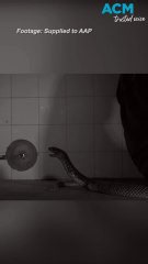 Venomous snake strike: watch it in slow motion