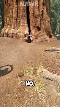 Top 5 Biggest Trees in the World 🌳#didyouknow #giantsequoia