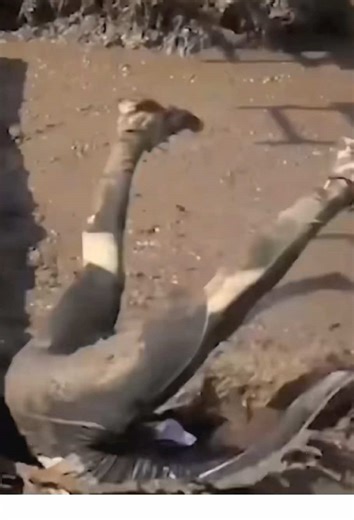 Minor malfunction #failure #fall #fyp #funnyvideos #usa #fail #funnytiktok #viral