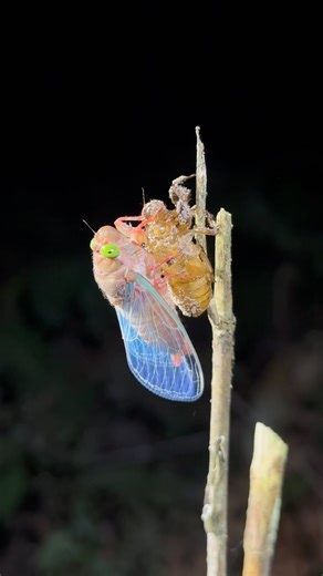 60K views · 184 reactions | That’s a brand new, perfect cicada over...