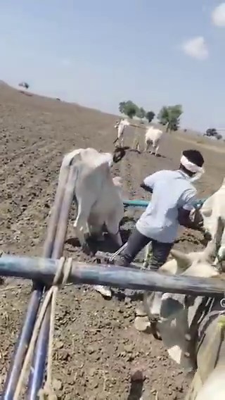 As a Gujju farmer, this boils my blood. I remember when the lumpy virus hit, my uncle's bail got infected. He did everything he could to save him, but he died. Everyone from our village came to him, it was like dam member. We even have a day dedicated to them "rakh pancham"