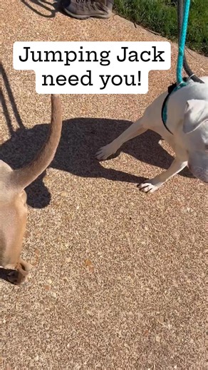 3.1K views · 128 reactions | Jumping Jack Can’t Heal Without You!...