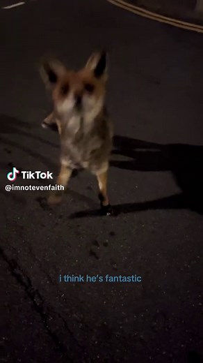 Fantastic Mr. Fox: An Emotional Connection