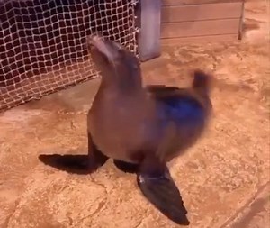 VIDEO: Georgia Aquarium Sea Lion Shows Off Fancy Dance Moves
