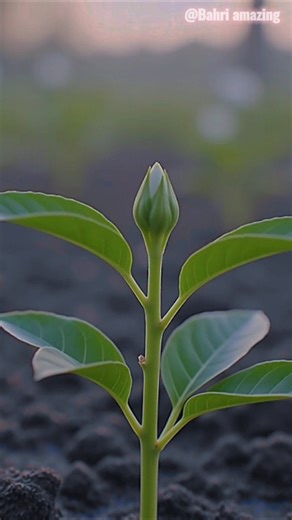 the growth period of grapes from the beginning to full maturity #timelapse #shorts #youtubeshorts