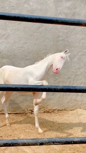 322 reactions · 14 shares | Like share  #foryou #foryoupage #trending #tiktok #horselover #horse #500k #fyp #1m #impressions #gr_farming #instareels #Ramzan #viral #fbreels #horse #nukra | GR Farming | Facebook