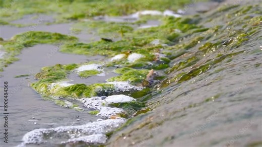 Clear stream of pond water running through moss and algae, Wild wet lands river water splashing in slow motion
