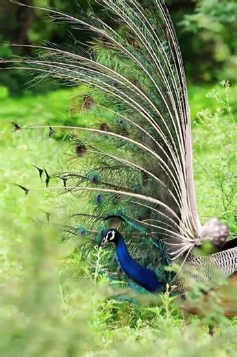 Wonderful Peacock display in tall grass #peacock #nature #shorts