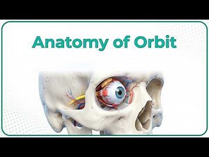 Anatomy of Orbit Animation: Borders, Relations and Contents: MBBS 1st year