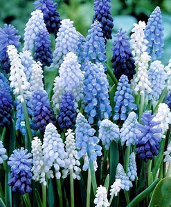 Muscari - Alchetron, The Free Social Encyclopedia