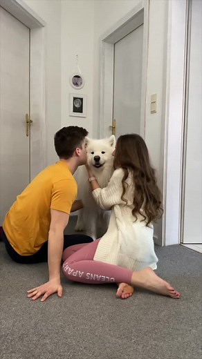 Playful Moments with a Fluffy Samoyed Dog