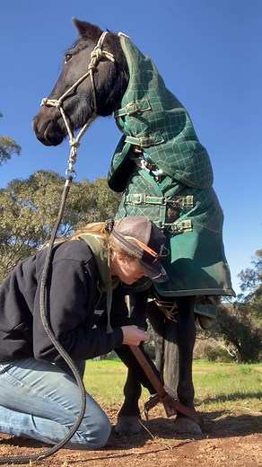Hobbles and Hobble Belts. A misunderstood tool usually seen in the wrong light. I love teaching my horses to use hobbles, not only for grazing in an unfenced area but to help with things like tying up, keeping safe if stuck in fencing or caught up in wire, rope, rugs etc, they could ultimately save your horses legs (or life). Fantastic training tool IF used and trained correctly #horsetraining