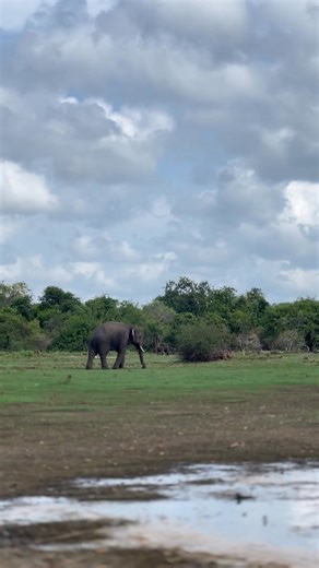 Department of Wildlife Conservation, Sri Lanka on Reels