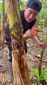 421K reactions · 41K shares | Todo esto tiene que pasar para producir plátano con el que se hace el chifle… | Tu Agricultor de confianza | Facebook