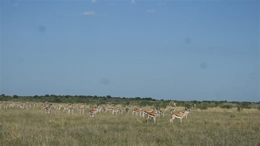 Deception Valley is a stage where the Kalahari’s greatest drama unfolds. Here, springboks move in elegant herds across a wide, nutrient-rich riverbed that last flowed thousands of years ago. When the rains arrive, the plains explode with green, lambs are born, and predators close in. | tour guide
