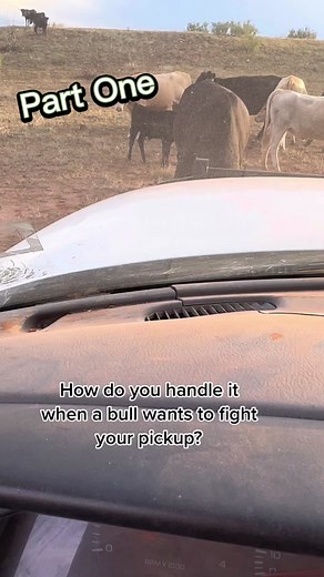 Dealing with Aggressive Bulls: A Rancher's Guide