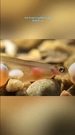 Deadly Fish Migration 🐟 | From Ocean to River Against All Odds